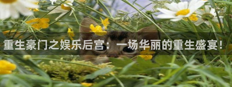 德国辉达平台集团：重生豪门之娱乐后宫：一场华丽的重生盛宴！